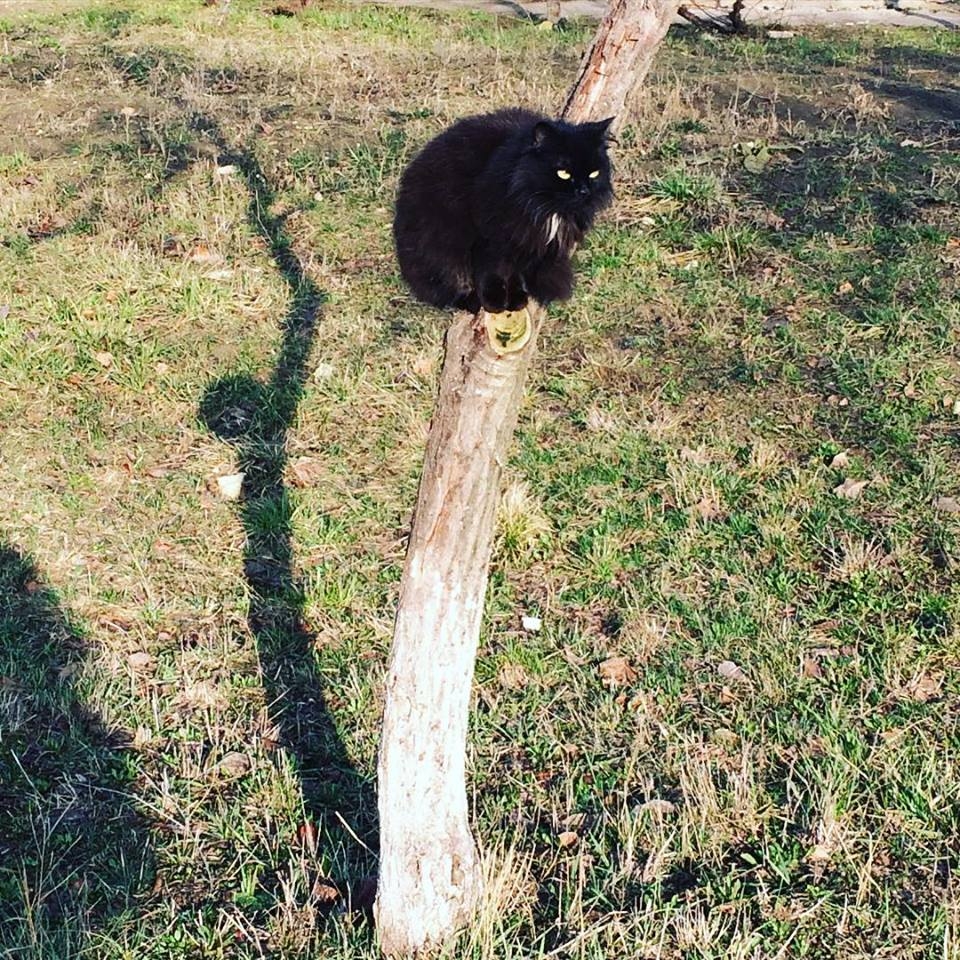 Uitati si autorul moral.JPG