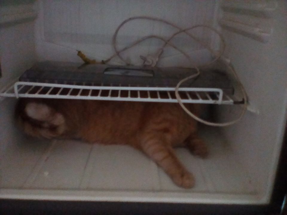 frigotehnistul  verifica Compartimentul de refrigerare si vede ca nu raceste.jpg