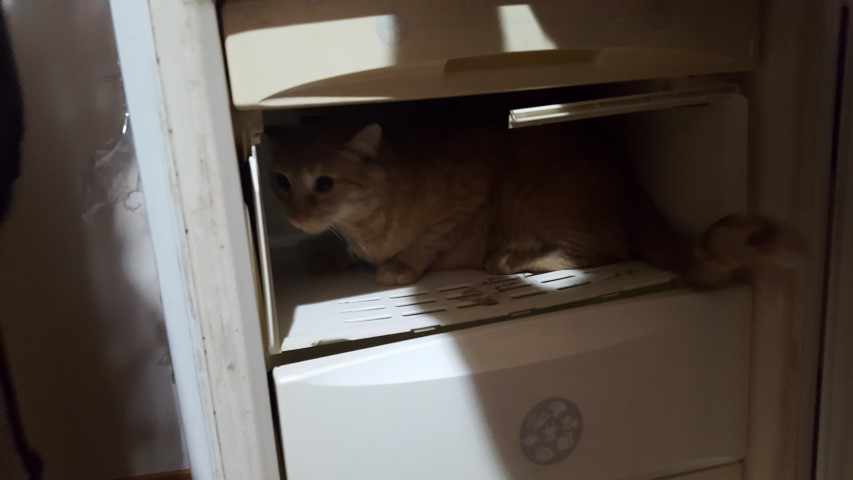 Lg no frost verificare congelator nu are scapari de freon 1 (Small).jpg