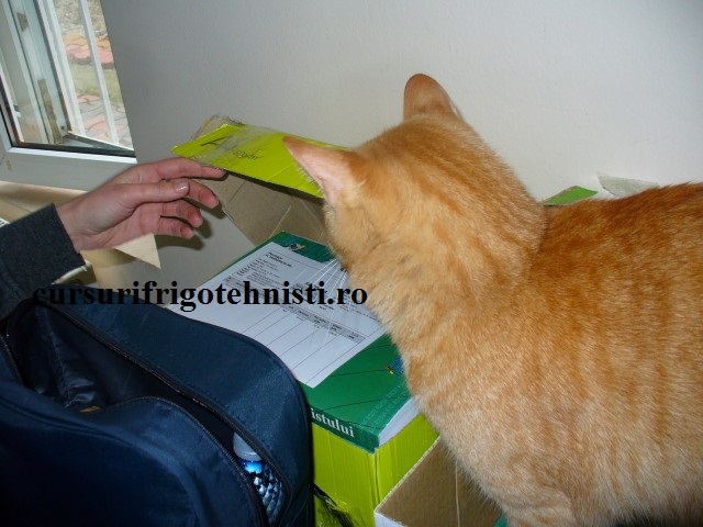 P1250580 (Small).JPG